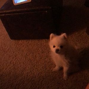 Meet your Posher, Casey